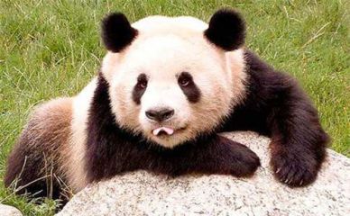 大熊猫的作文三年级300字以上5篇