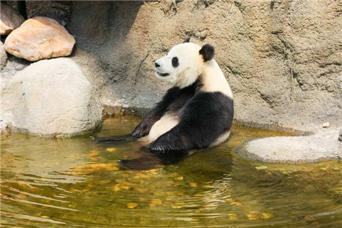 关于熊猫的小学生优秀作文5篇精选