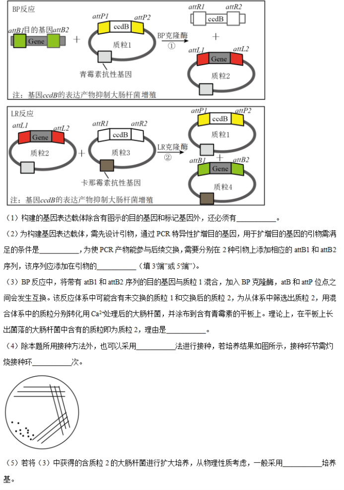 2024年湖南省邵阳武冈市高三11月期中生物试题及答案