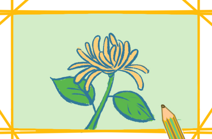 金黄色的菊花的简笔画图片